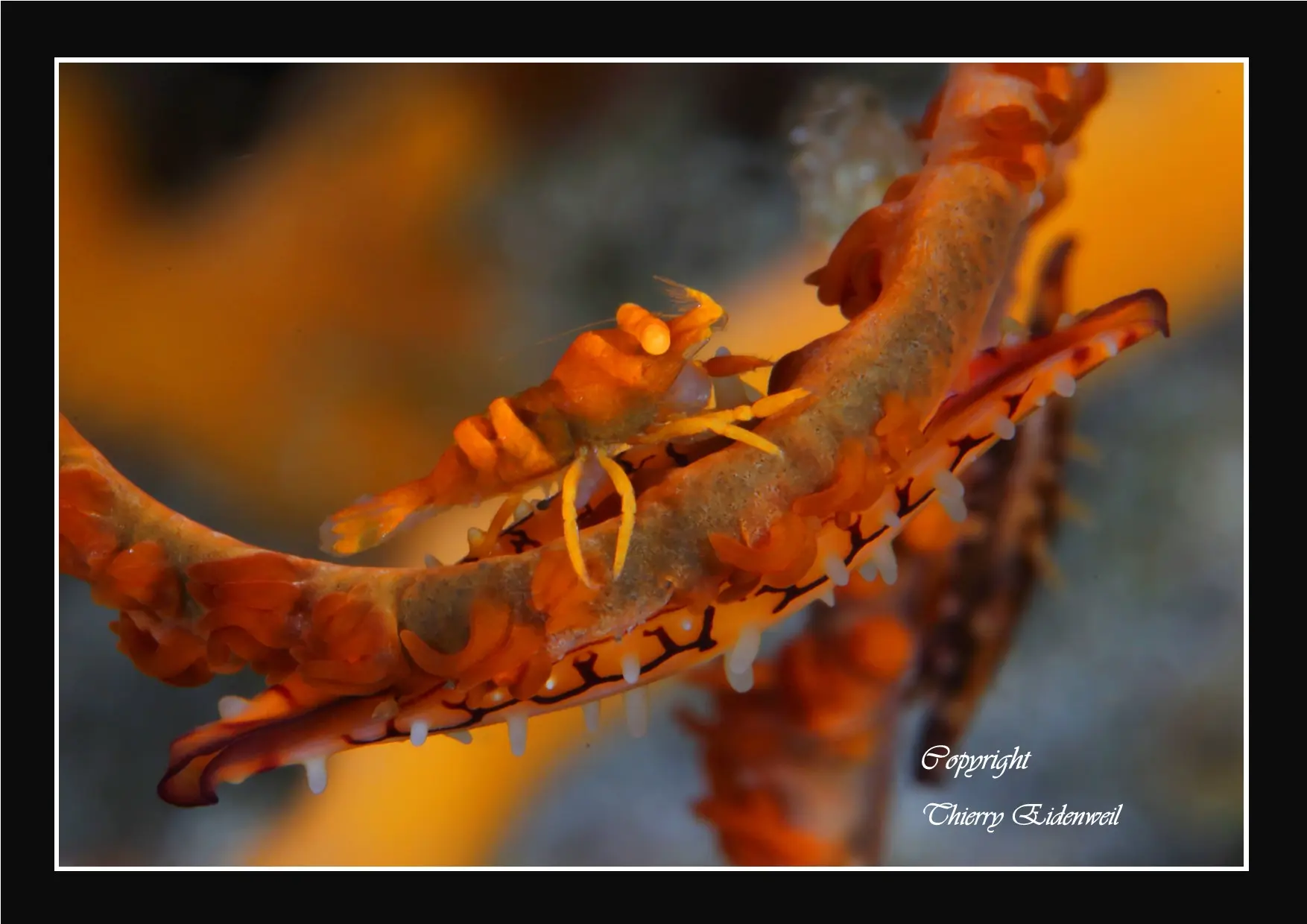 Anilao Macro Dive Media Highlight